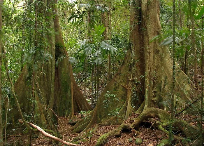Springbrook Lyrebird Retreat