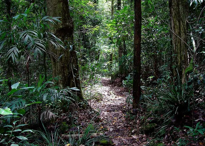 Springbrook Lyrebird Retreat